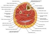 Anatomie: heup,bovenbeen,knie,onderbeen,enkel,voet,acetabulum,collum femoris,trachanter,femur,epicondyl,meniscus,kruisband,cruciate ligament,patella,knieschijf,tibia,fibula,malleolus,talus,calcaneus,tarsus,metatarsus,phalanx,falanx,quadriceps femoris,rectus femoris,sartorius,tensor fasciae latae,tractus iliotibialis,biceps femoris,gastrocnemius,semimembranosus,semitendinosus,soleus,suralis,vena saphena parva,vena saphena magna,sciatic,ischiadicus,peronea